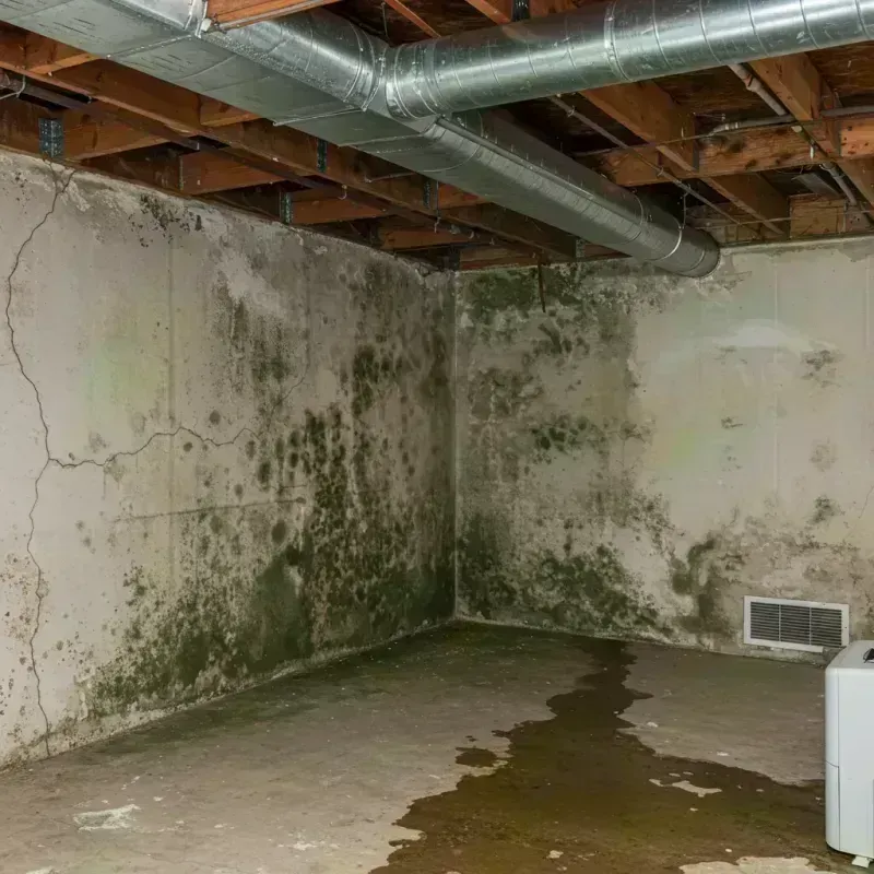 Professional Mold Removal in Hancock County, ME